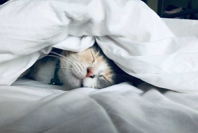 A cat sleeping under a blanket